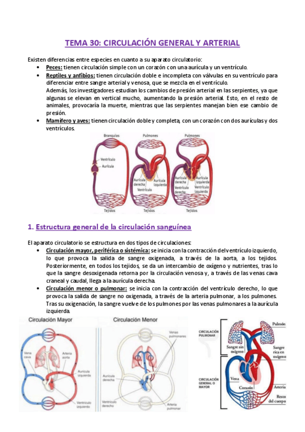 Miniatura del documento TEMA-30-Fisiologia.pdf