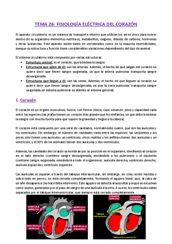 Miniatura del documento TEMA-26-Fisiologia.pdf