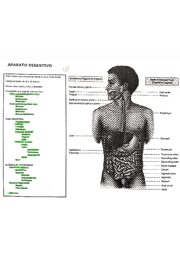 Miniatura del documento Aparato-Digestivo.pdf