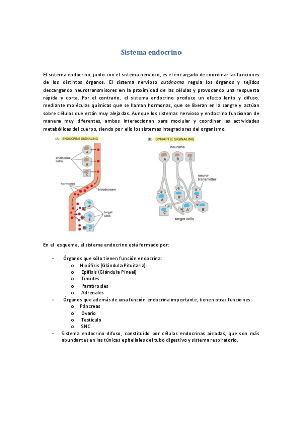 Miniatura del documento Tema-42-43-Sistema-endocrino.pdf