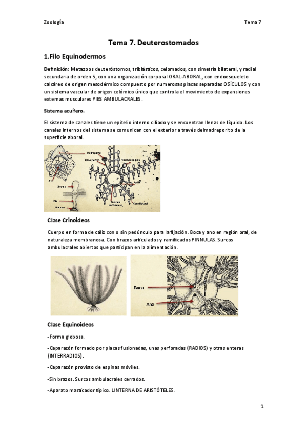 Miniatura del documento Tema-7.pdf