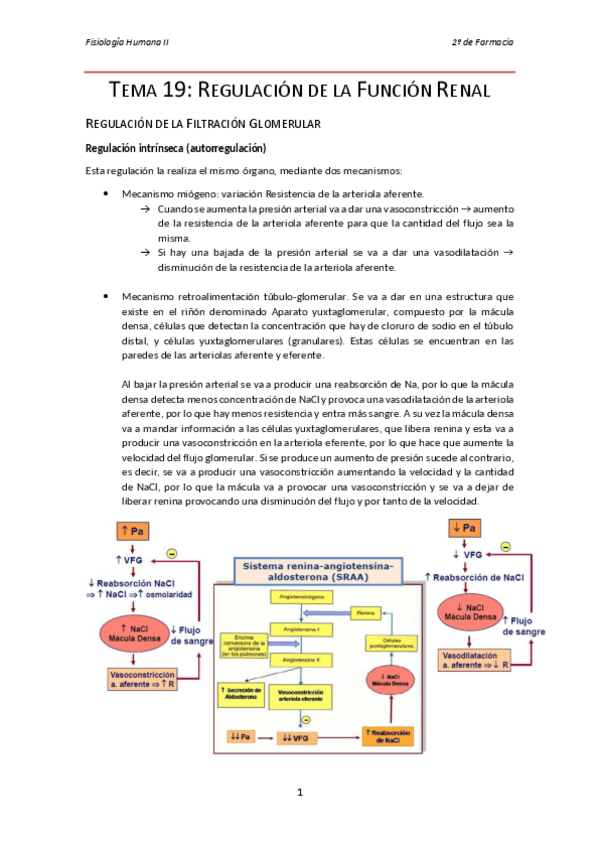 Miniatura del documento Tema 19 fisio.pdf