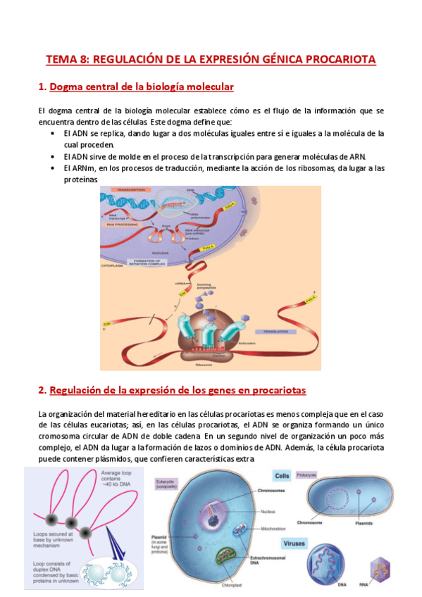 Miniatura del documento TEMA-8-Genetica.pdf