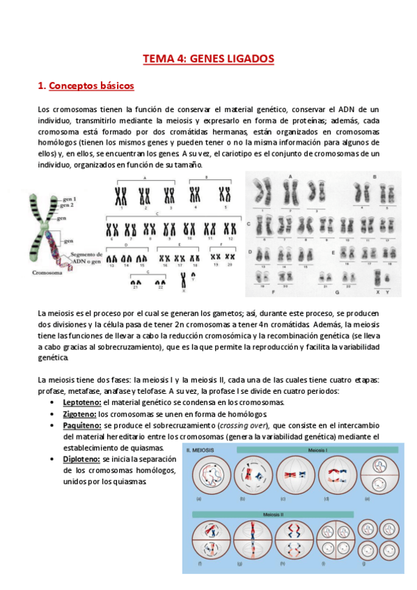 Miniatura del documento TEMA-4-Genetica.pdf