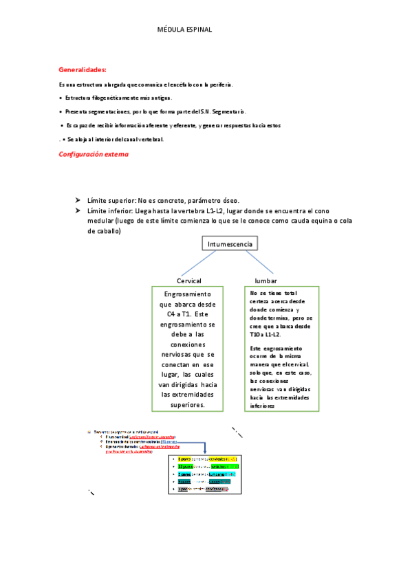 Miniatura del documento Medula-espinal-.pdf