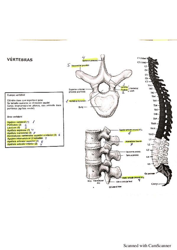 Miniatura del documento Anatomia-Torax.pdf