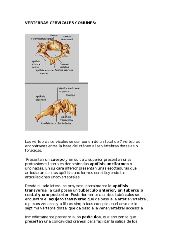 Miniatura del documento VERTEBRAS-CERVICALES.docx
