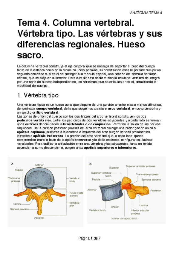 Miniatura del documento TEMA 4. VÉRTEBRAS.pdf
