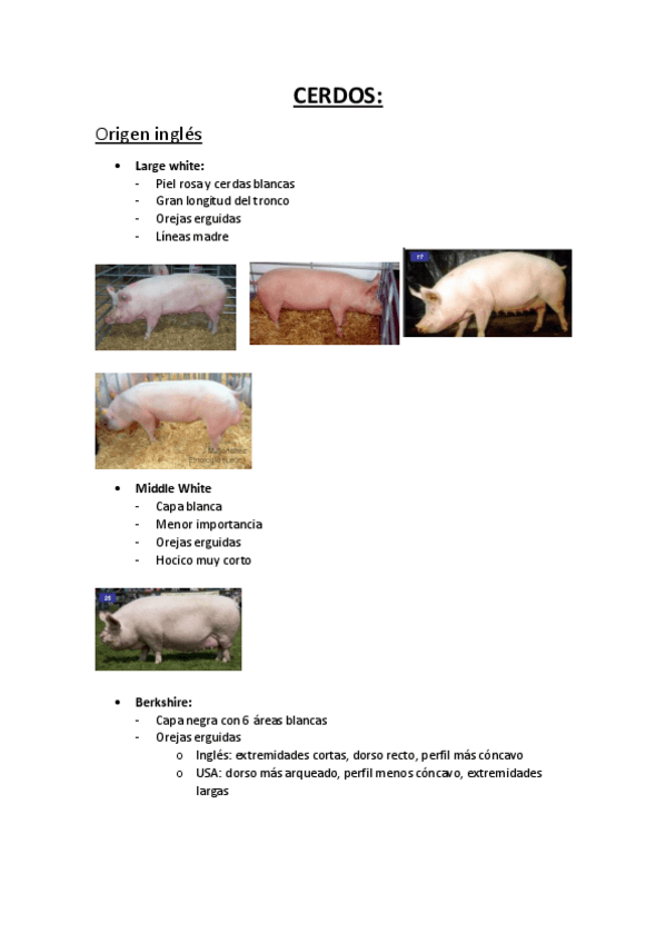 Miniatura del documento cerdos.pdf
