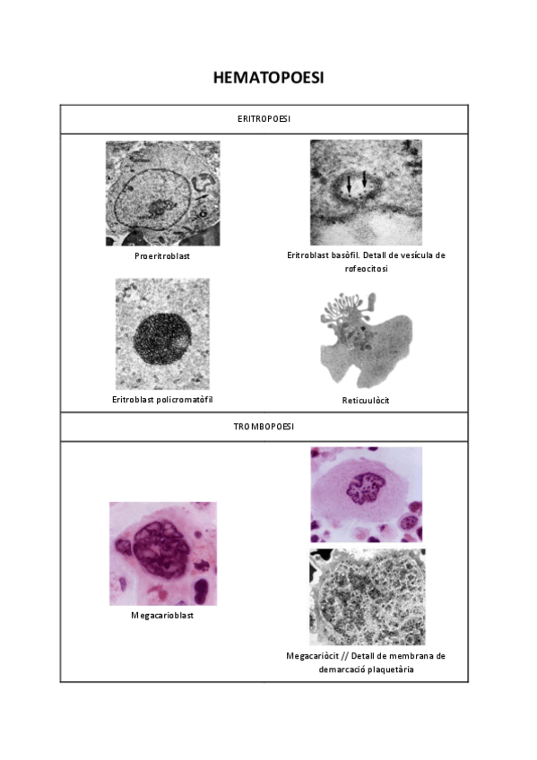Miniatura del documento VISUM-HISTOLOGIA-4.pdf