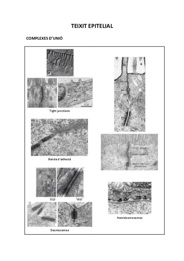 Miniatura del documento VISUM-HISTOLOGIA-1.pdf