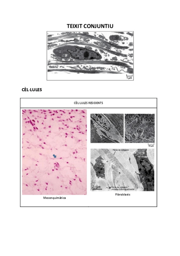 Miniatura del documento VISUM-HISTOLOGIA-2.pdf