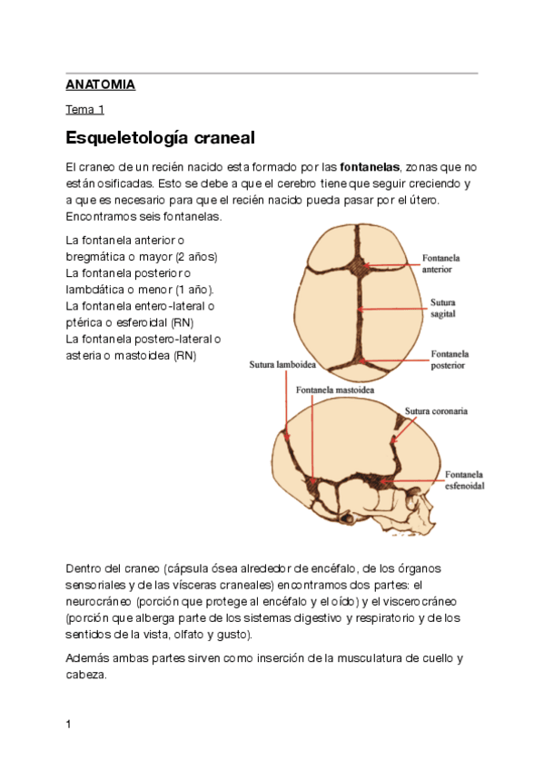 Miniatura del documento anatomia-1o-Logopedia-.pdf