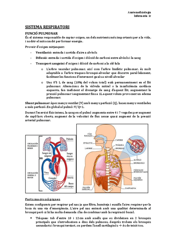 Miniatura del documento TEMA 11. Sist. Respiratori.pdf