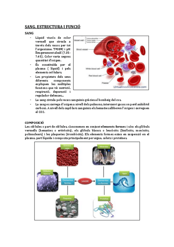 Miniatura del documento TEMA 14. Sang.pdf