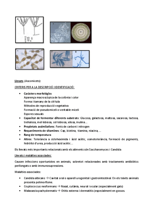 Miniatura del documento TEMA-6-acabar.pdf