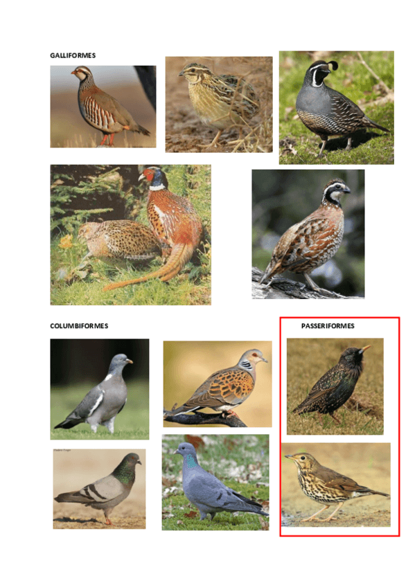 Miniatura del documento IMAGENES-CINEG-imprimir.pdf