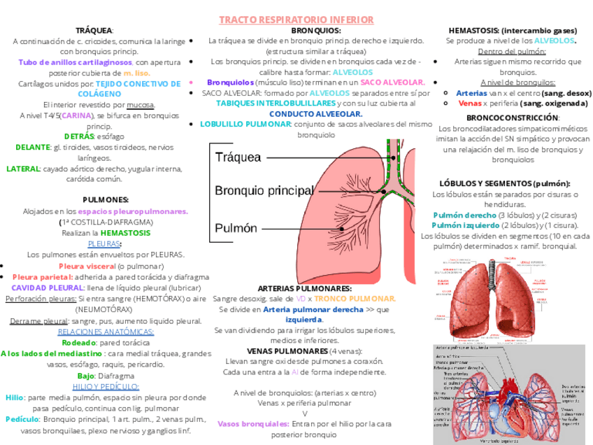 Miniatura del documento TRACTO-RESPIRATORIO-INFERIOR.pdf