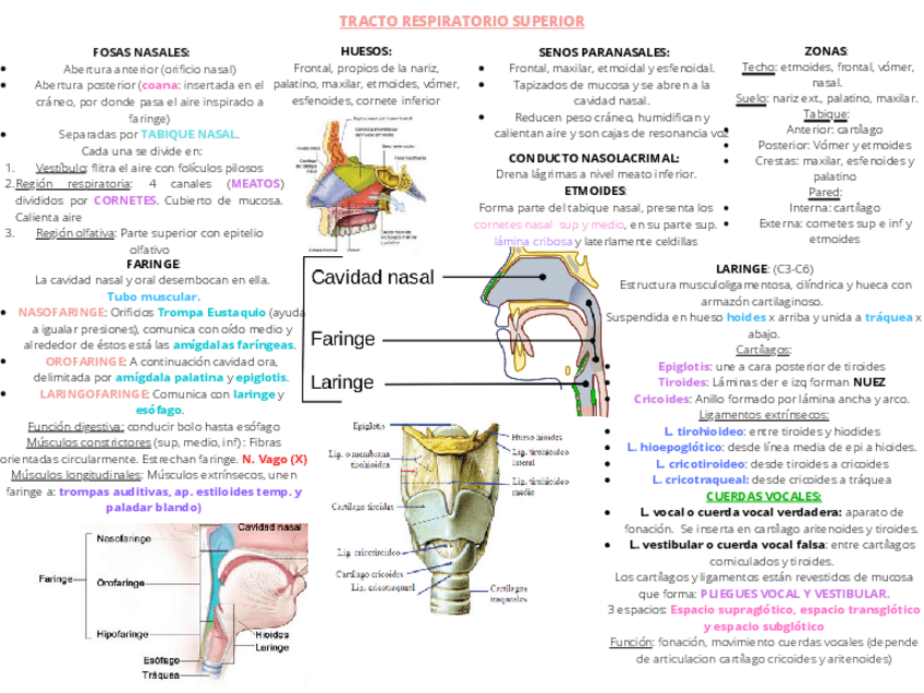 Miniatura del documento TRACTO-RESPIRATORIO-SUPERIOR.pdf