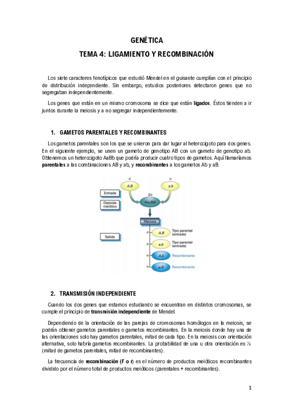 Miniatura del documento Tema-4-Ligamiento-y-Recombinacion.pdf