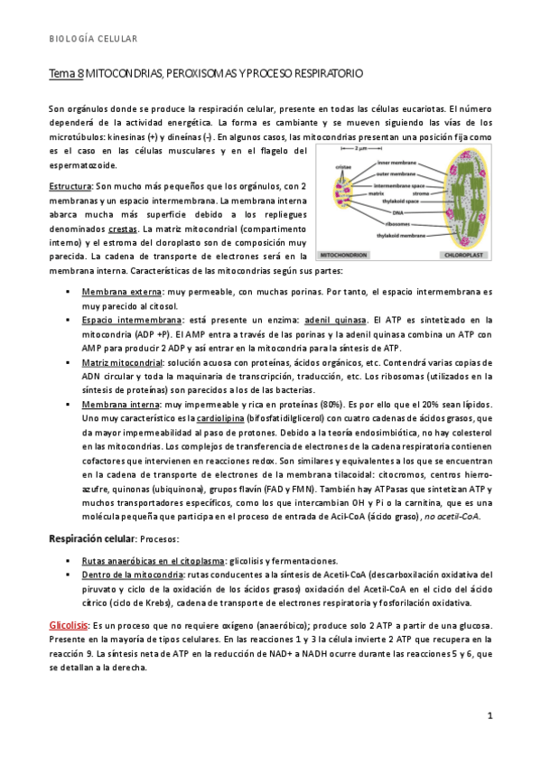 Miniatura del documento bio t8 mitocondrias y respiración.pdf