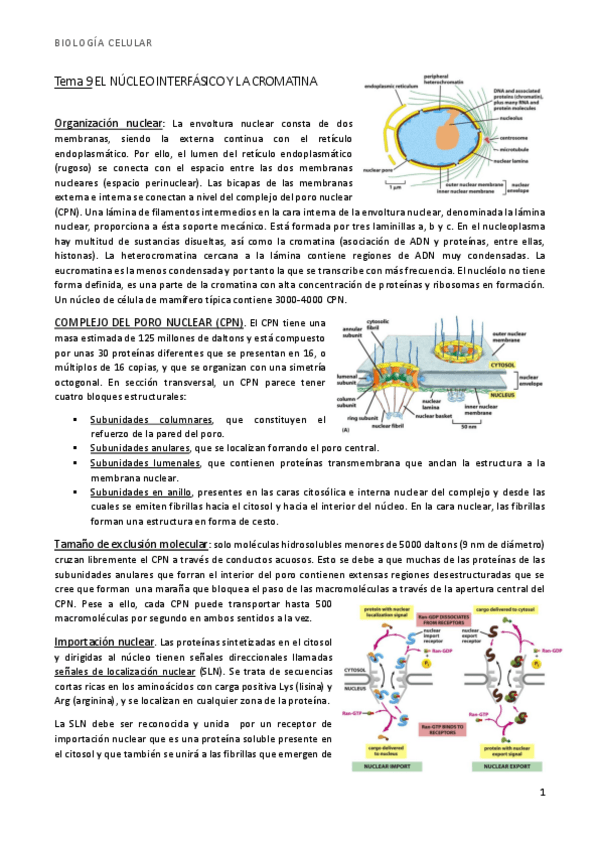 Miniatura del documento bio t9 nucleo y cromatina.pdf