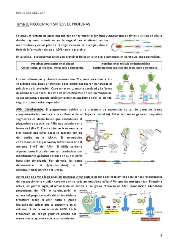 Miniatura del documento bio t10 ribosomas y síntesis de proteínas.pdf