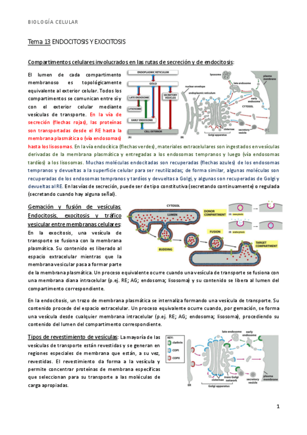 Miniatura del documento bio t13 endocitosis y exocitosis.pdf