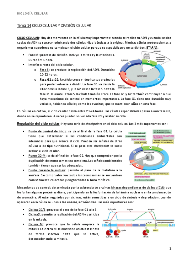 Miniatura del documento bio t14 mitosis.pdf