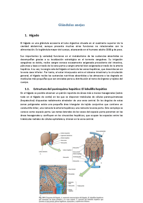 Miniatura del documento Tema-45-Glandulas-anejas-del-tubo-dijestivo.pdf