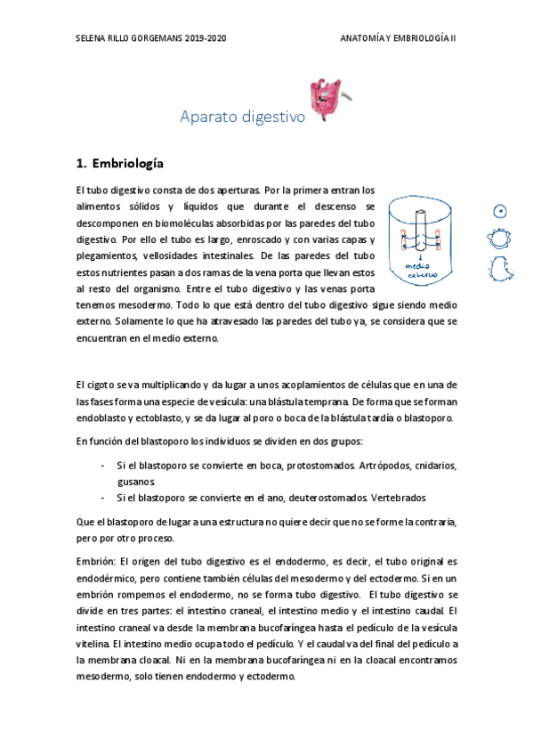 Miniatura del documento APARATO-DIGESTIVO.pdf