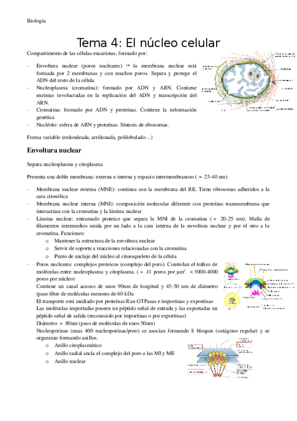 Miniatura del documento Tema-4-El-nucleo-celular.docx