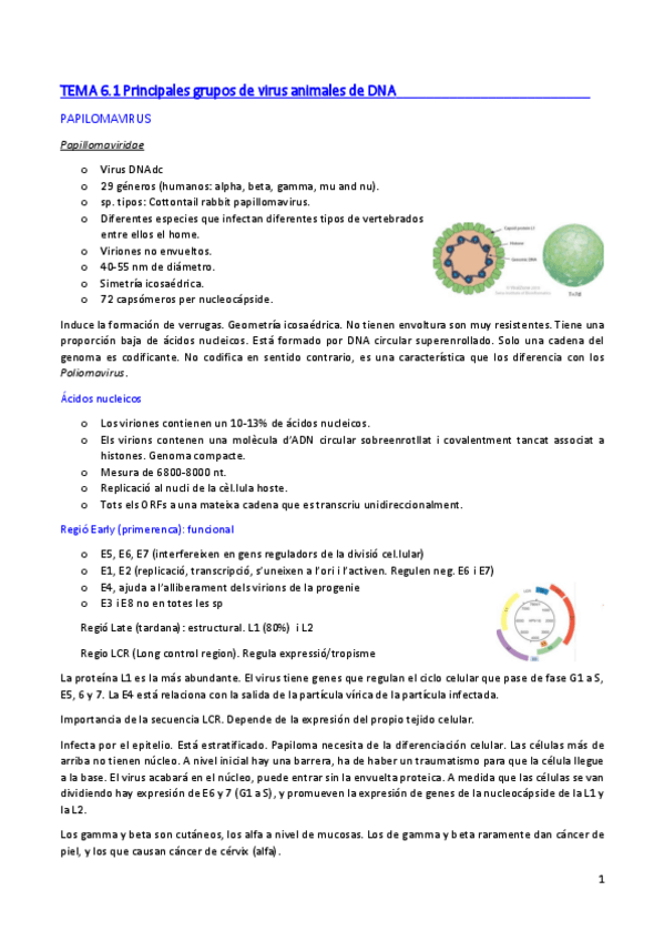 Miniatura del documento TEMA 6. ESPECIES DE VIRUS DNA Y RNA.pdf