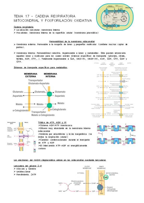 Miniatura del documento TEMA-17-BQ.pdf