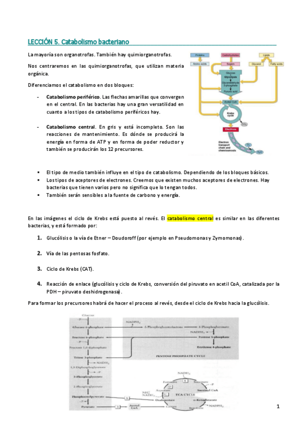 Miniatura del documento Lección 5. Catabolismo.pdf