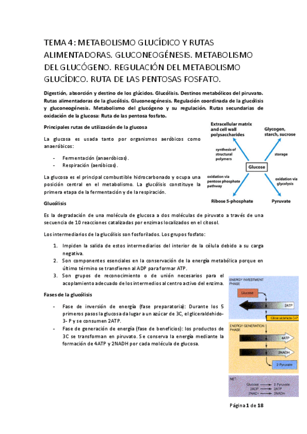 Miniatura del documento BIOQ-II-T4-a.pdf