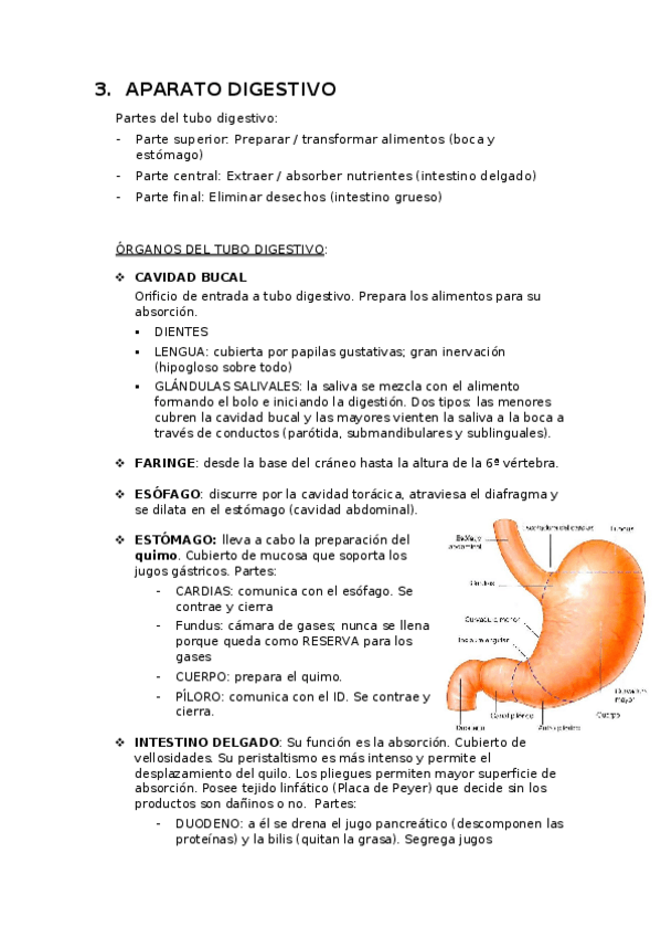 Miniatura del documento Ap-digestivo-urinario-y-reproductor.docx