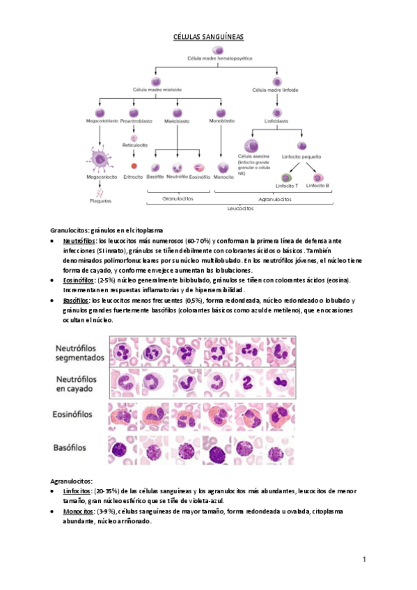 Miniatura del documento Microfotografias-Analisis-Clinicos.pdf