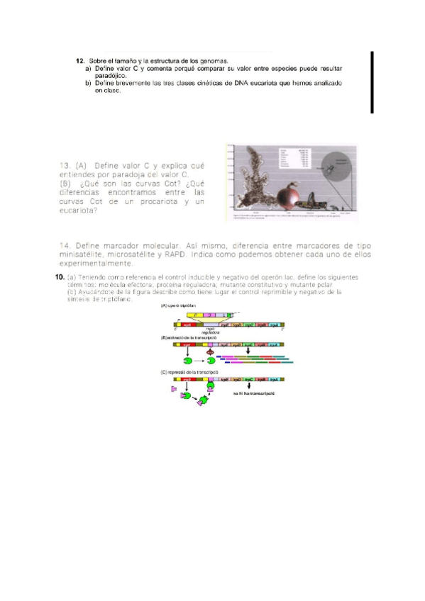 Miniatura del documento Preguntas-examen-de-los-temas-4-10.docx