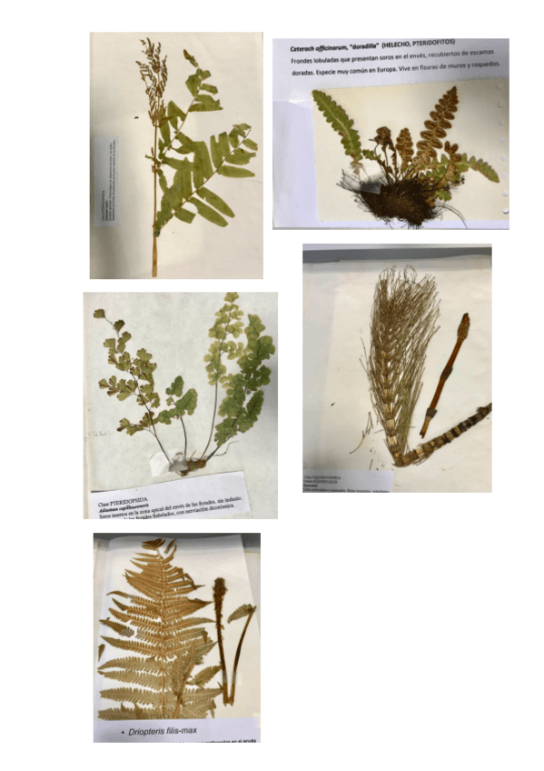 Miniatura del documento HELECHOS-2019.pdf