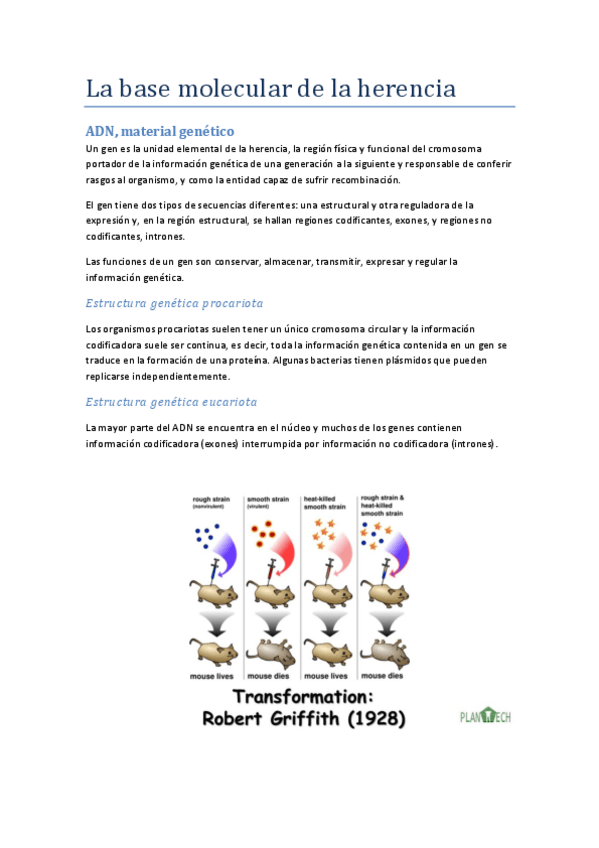 Miniatura del documento tema-13-base-molecular-de-la-herencia.pdf