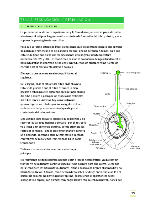 Miniatura del documento TEMA-10. Fecundación pdf