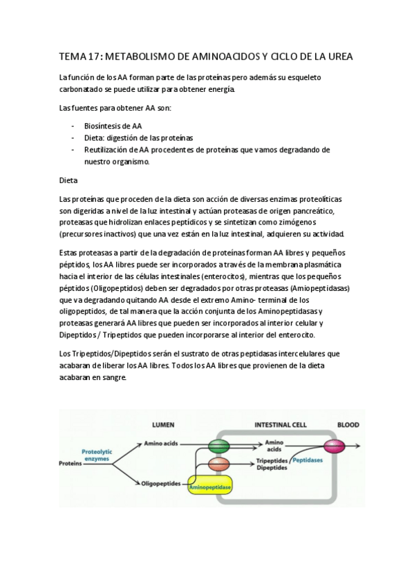 Miniatura del documento TEMA-17.pdf