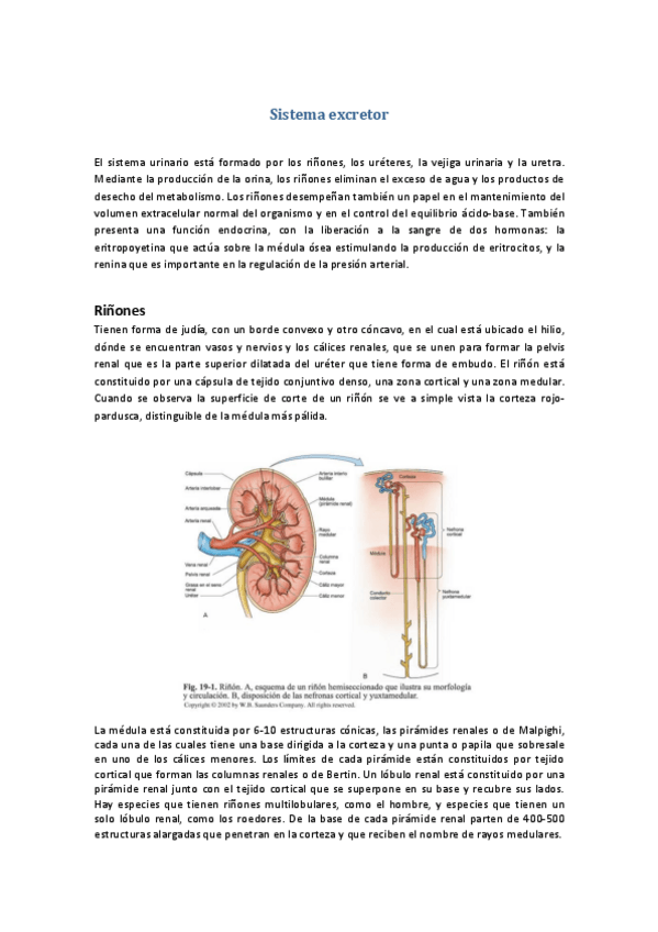 Miniatura del documento Tema-47-Sistema-excretor.pdf