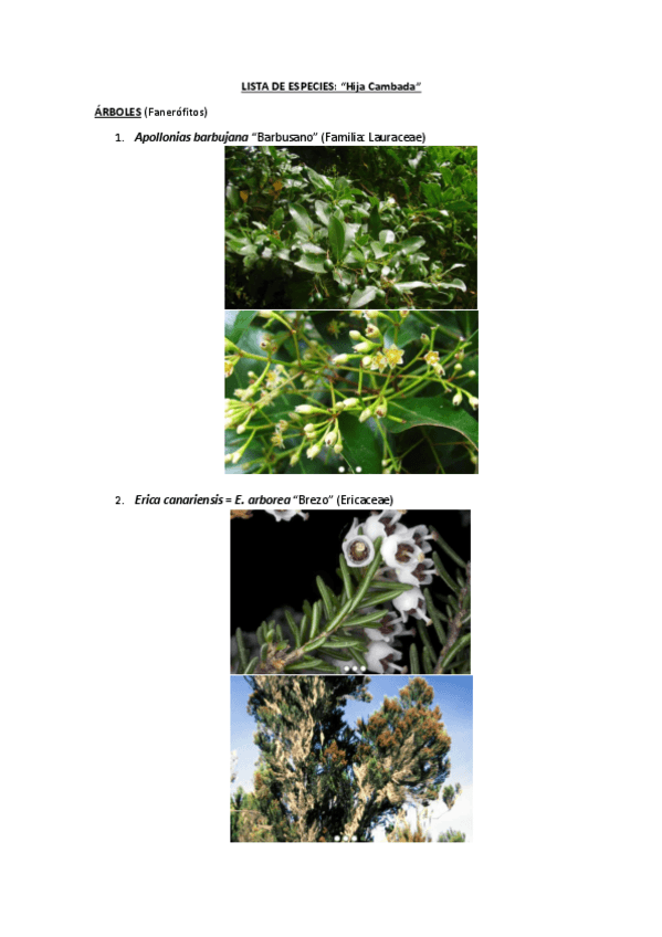 Miniatura del documento VISU-HIJA-CAMBADA-.pdf