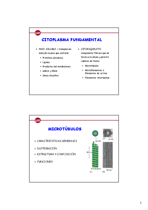 Miniatura del documento Citoesqueleto.pdf