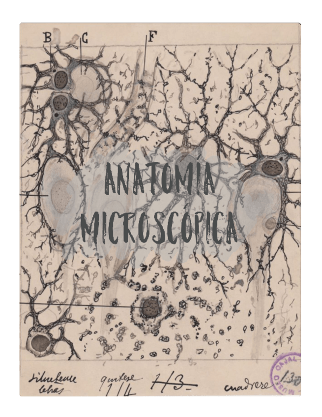 Miniatura del documento Apuntes-anatomia-microscopica.pdf