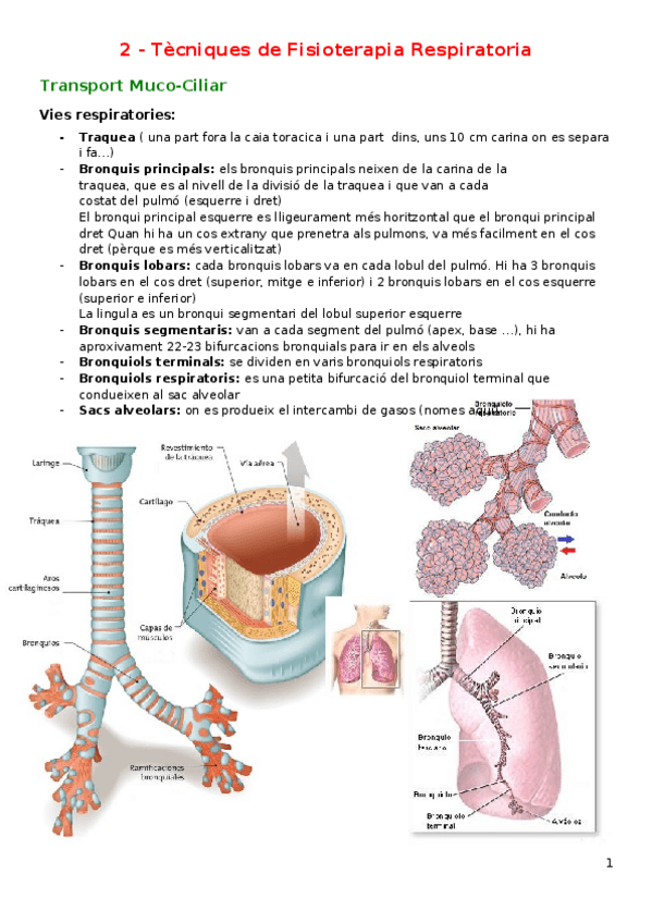 Miniatura del documento 1-Tecniques-de-Fisioterapia-Respiratoria.docx