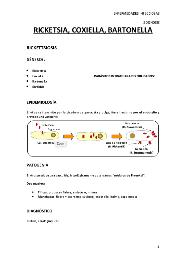 Miniatura del documento RICKETSIA.pdf