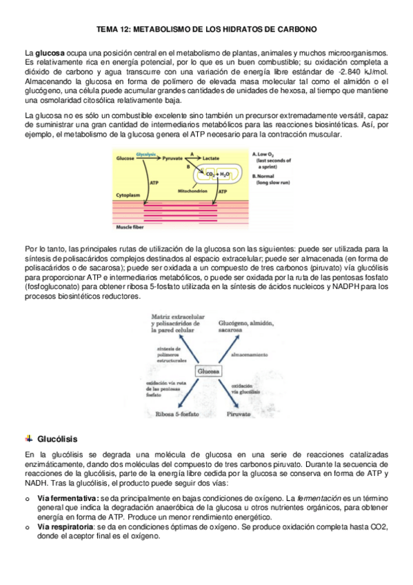 Miniatura del documento tema-12-bioquimica.pdf